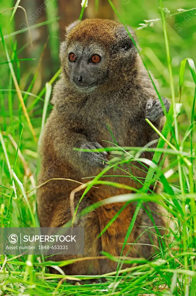 Lac Alaotra bamboo lemur or Lac Alaotra gentle lemur (Hapalemur alaotrensis), Madagascar, Africa