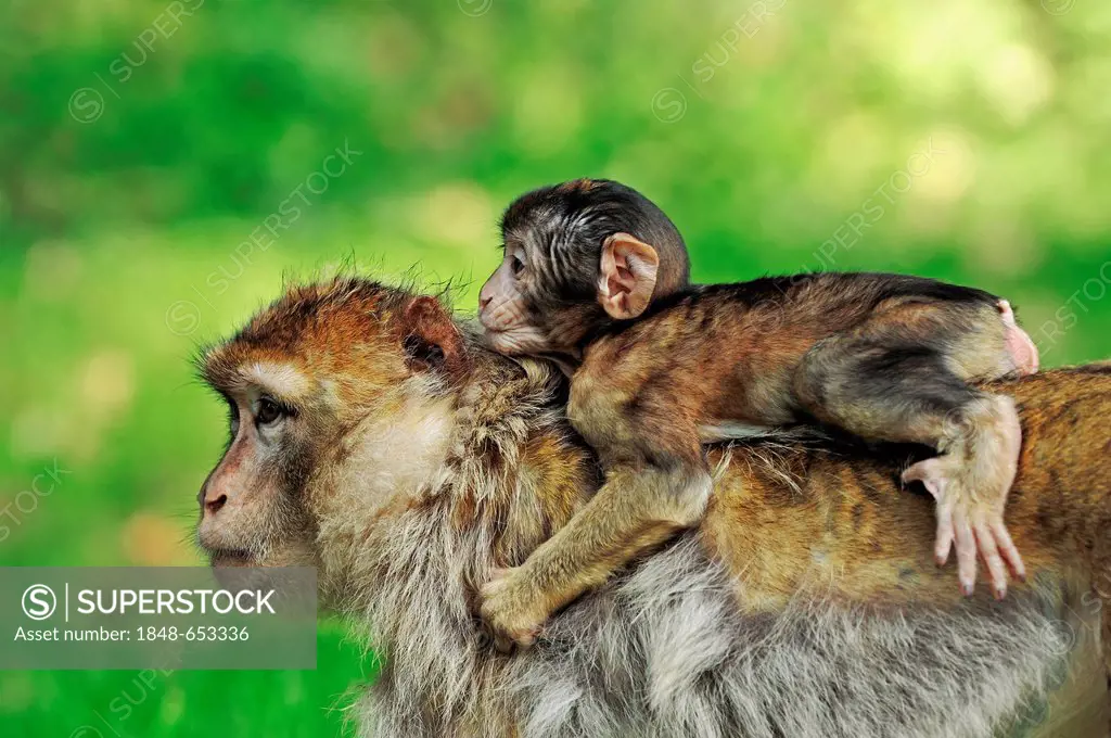 Barbary Macaque (Macaca sylvanus, Macaca sylvana), female carrying young, from Morocco, Algeria and Gibraltar, captive, North Rhine-Westphalia, German...