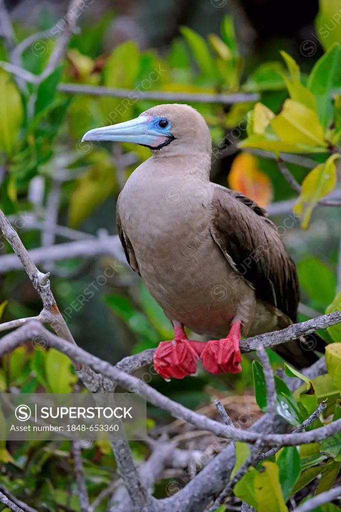 Red-footed Booby (Sula sula), brown variant, sitting on branch, Genovesa Island, Tower Island, Galápagos Islands, Unesco World Heritage Site, Ecuador,...