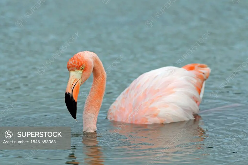 Pink Flamingo (Phoenicopterus ruber), Santa Cruz Island, Galápagos Islands, Unesco World Heritage Site, Ecuador, South America