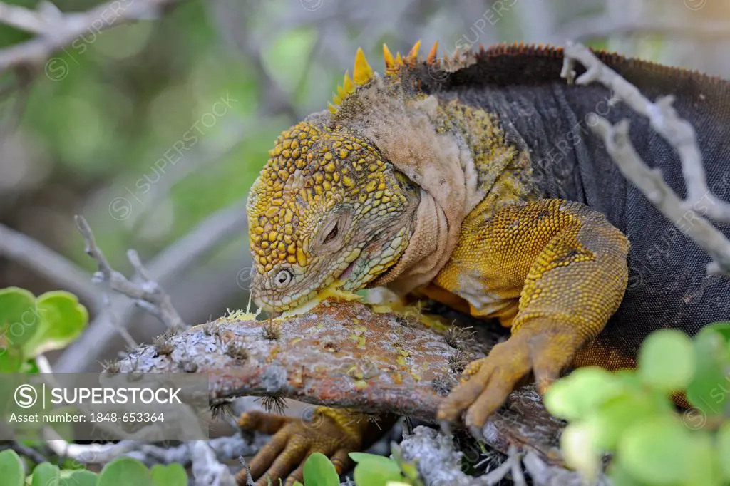 Galapagos Land Iguana (Conolophus subcristatus), island of Plaza Sur subspecies, feeding on a Galápagos prickly pear leaf (Opuntia echios), Galapagos ...