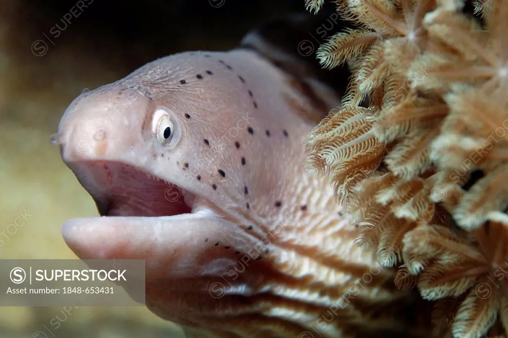 Grey Peppered Moray (Siderea grisea) portrait, open mouth, Xenia coral, Hashemite Kingdom of Jordan, JK, Red Sea, Western Asia