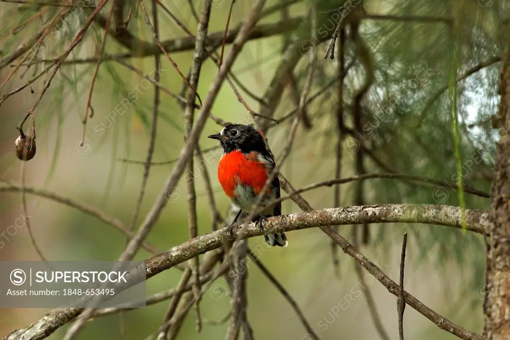 Scarlet Robin (Petroica boodang), male, perched in tree, Southwest Australia