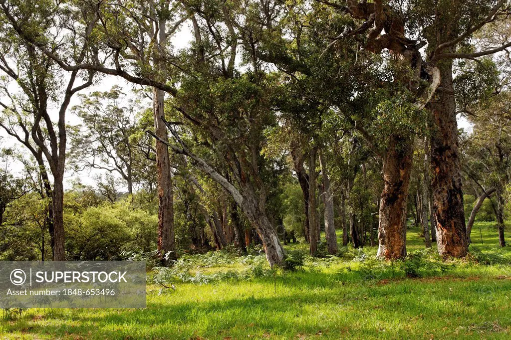 Australian Jarrah Eucalyptus trees (Eucalyptus marginata), Walpole, Western Australia