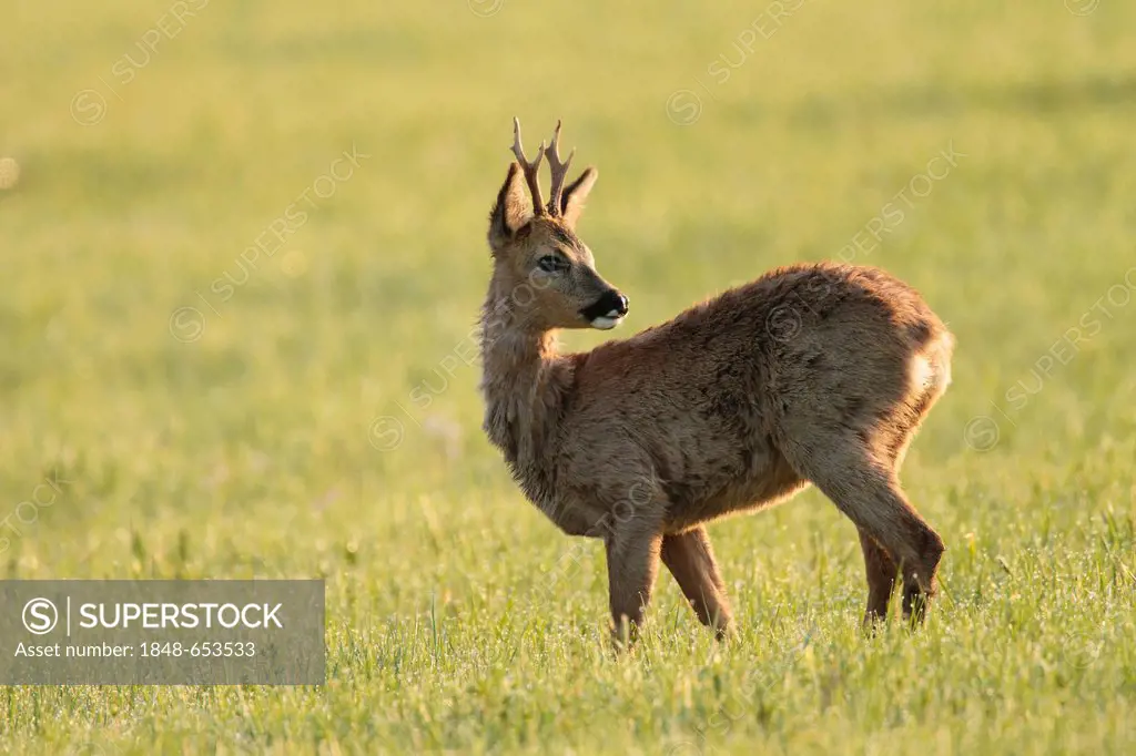 Roe Deer (Capreolus capreolus), buck, Limburg an der Lahn, Hesse, Germany, Europe