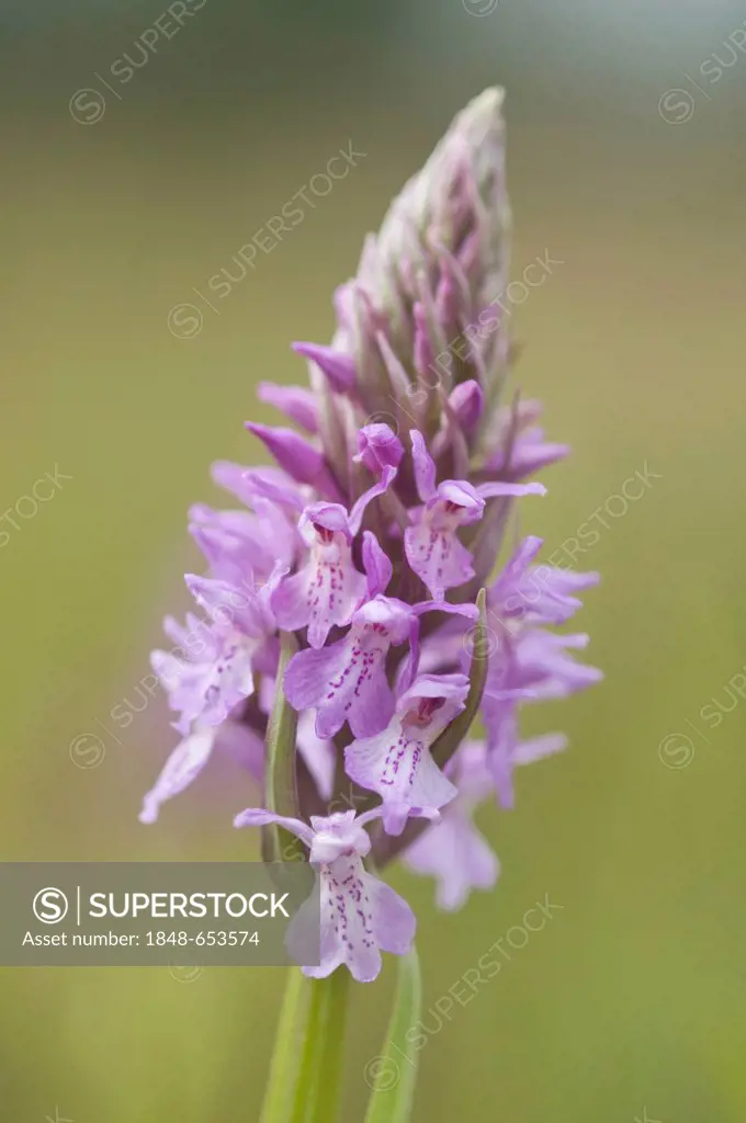 Heath Spotted Orchid or Moorland Spotted Orchid (Dactylorhiza maculata), Meppen, Emsland region, Lower Saxony, Germany, Europe