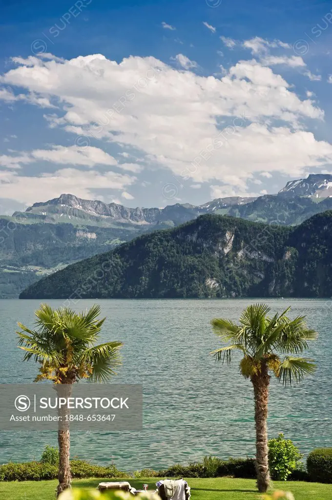 Palm trees at Weggis, Lake Lucerne, Canton of Lucerne, Switzerland, Europe