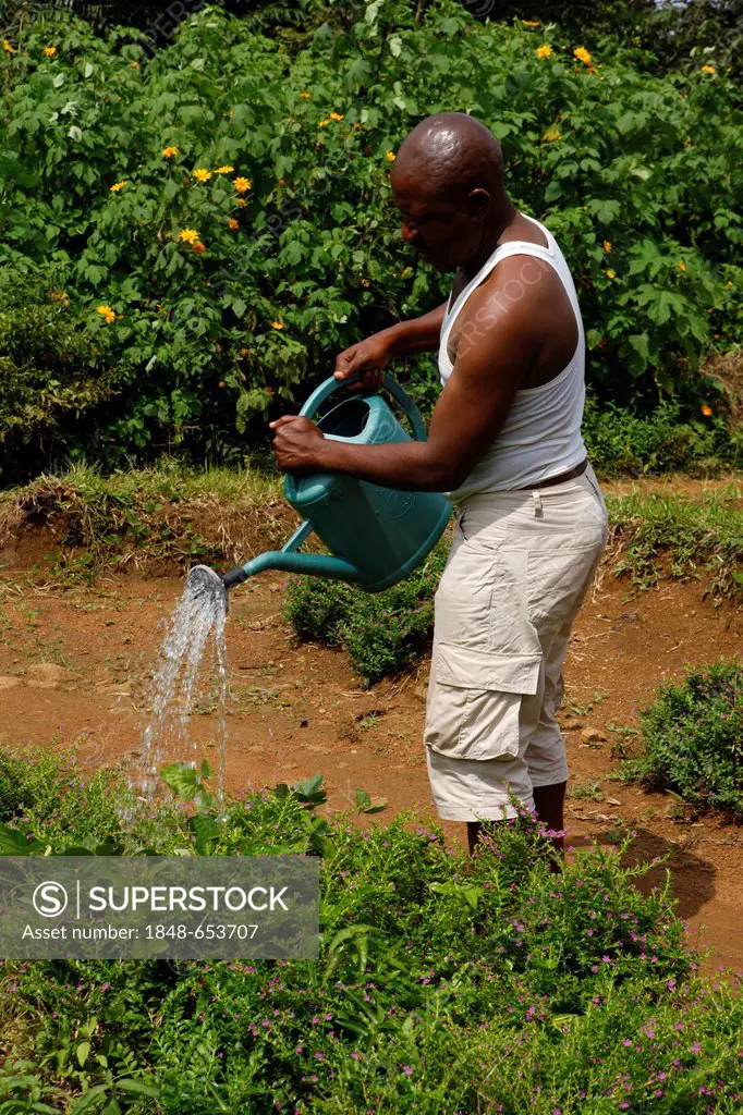Man pouring water out of a watering can, Bamenda, Cameroon, Africa