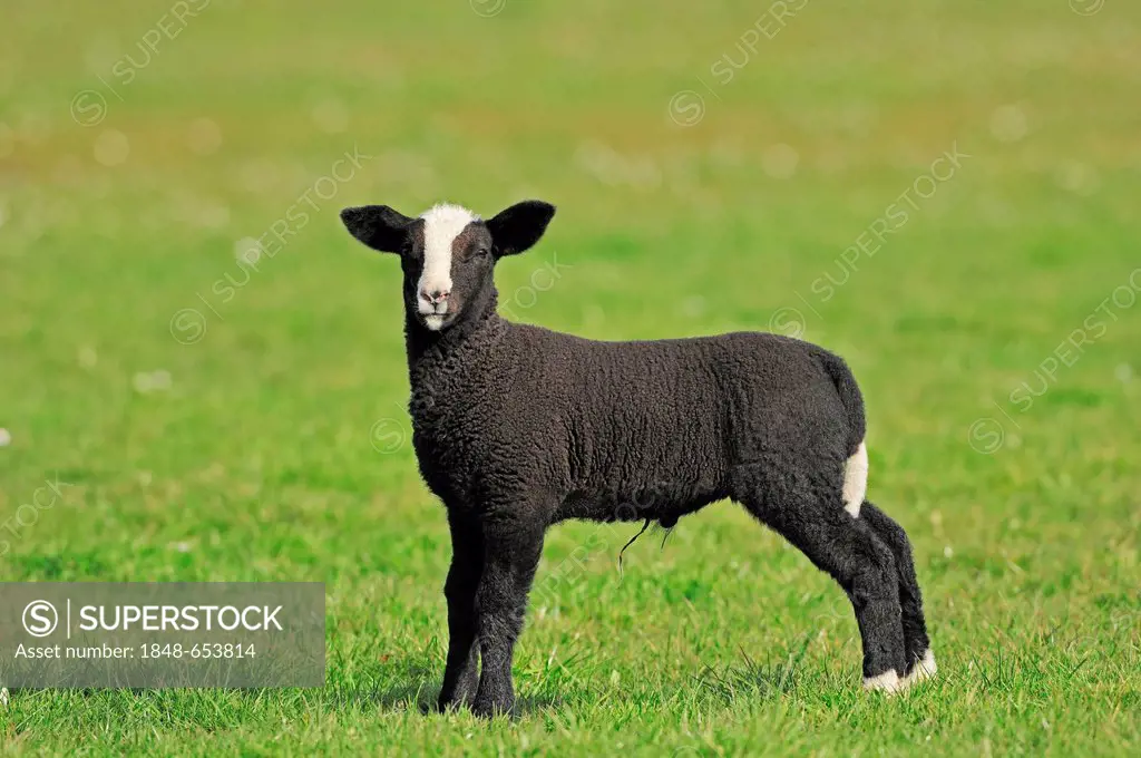 Zwartbles Sheep, Domestic Sheep (Ovis orientalis aries), lamb on a pasture, North Holland, Netherlands, Europe