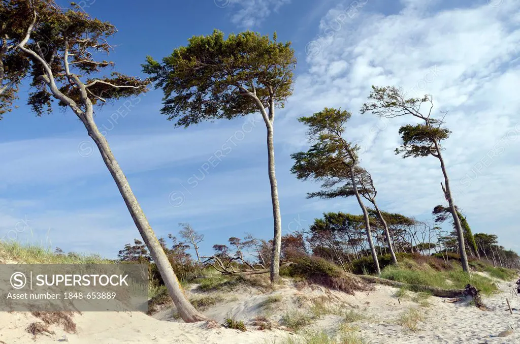 Coastal beech forest (Fagus sylvatica) on a beach of the Baltic Sea, Western Pomerania Lagoon Area National Park, Darss, Baltic Coast, Mecklenburg-Wes...