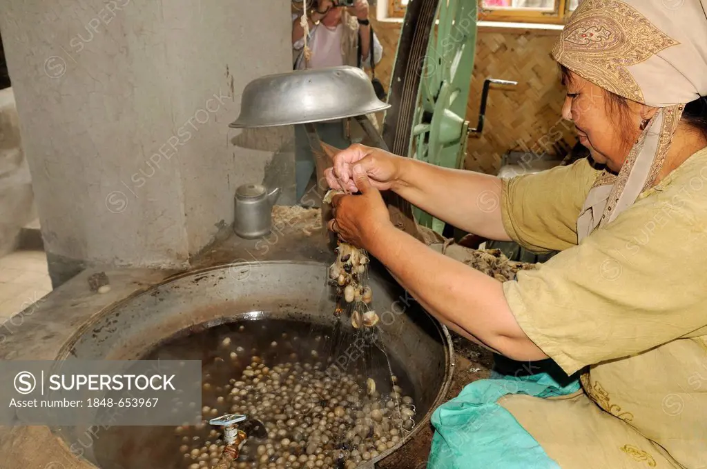 Silk production, Usbek woman cooking silkworm cocoons, Silk Road, Fergana Valley, Uzbekistan, Central Asia