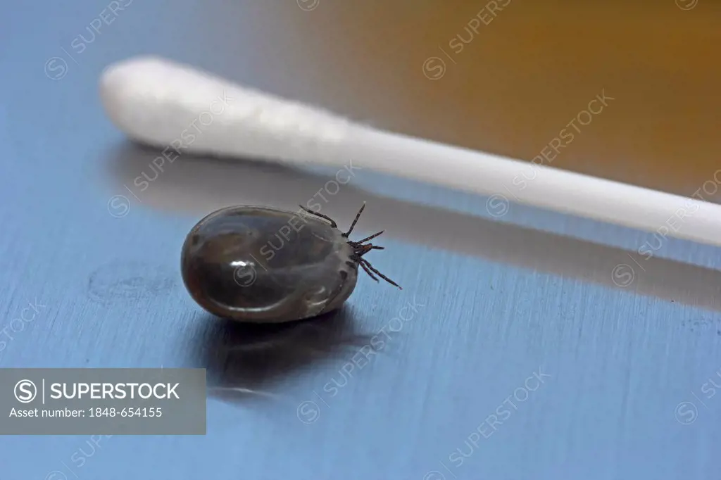 Castor Bean Tick (Ixodes ricinus), engorged, size comparison with cotton swab, Baden-Wuerttemberg, Germany, Europe