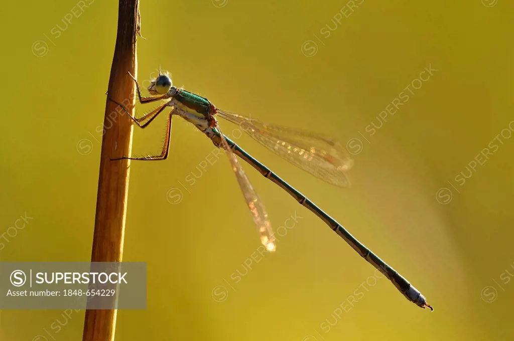 Small Emerald Damselfly or Small Spreadwing (Lestes virens), male in backlight