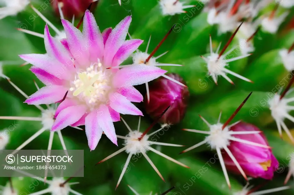 Pincushion Cactus (Mammillaria spinosissima), flowering, native to North America, ornamental plant