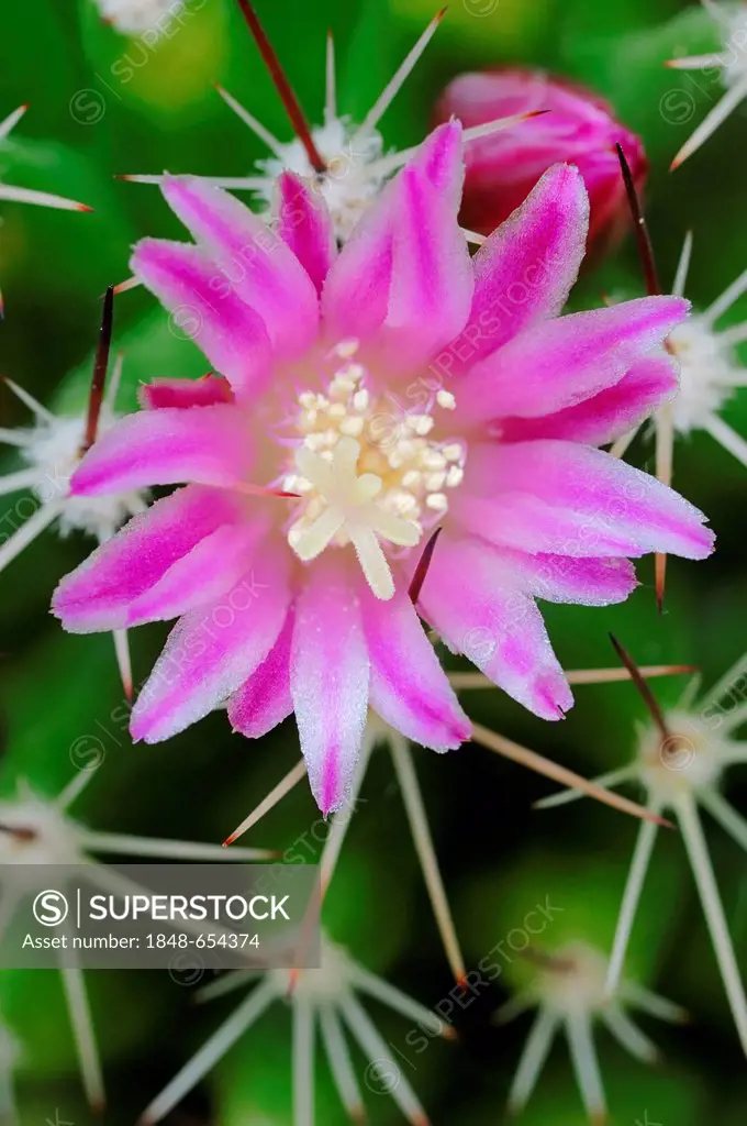 Pincushion Cactus (Mammillaria spinosissima), flowering, native to North America, ornamental plant