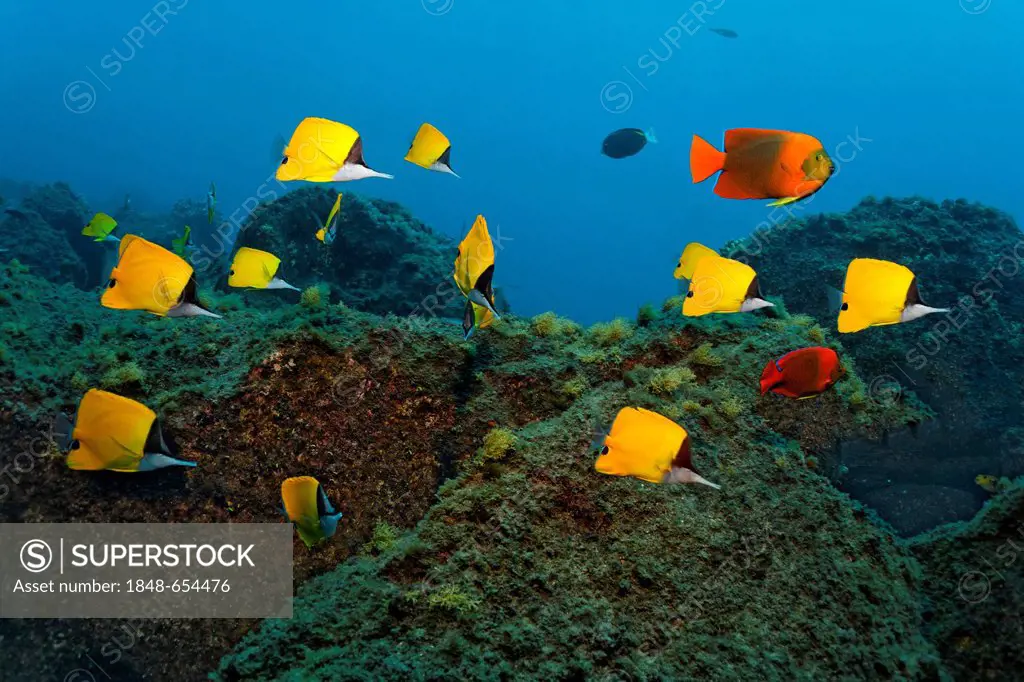 Shoal of yellow longnose butterflyfish (Forcipiger flavissimus) and Clarion angelfish (Holacanthus clarionensis) swimming above a rocky reef, San Bene...