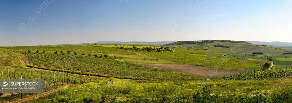 Vineyard near Wolfsheim, Rhine-Hesse region, Germany, Europe