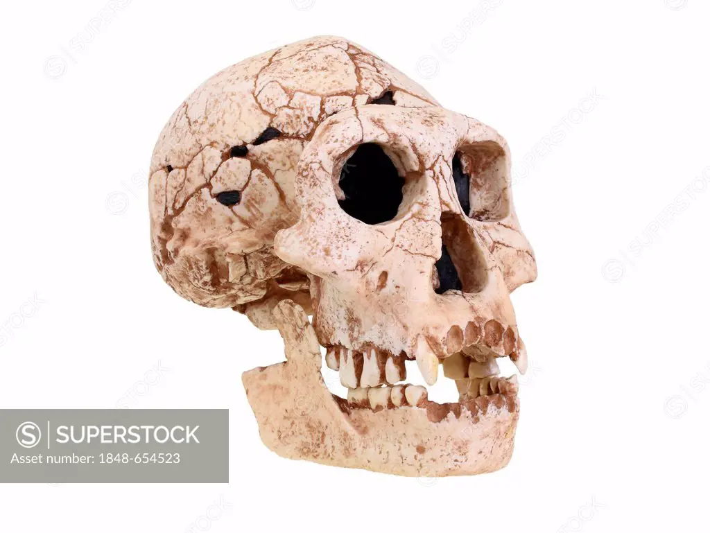 Replica skull of Homo erectus Dmanski, evolution of human species
