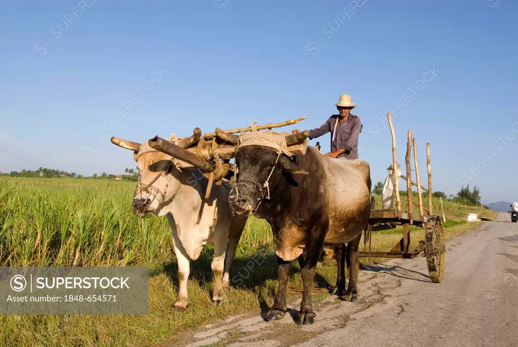 Oxcart near Banes, Holguin Province, Cuba, Caribbean