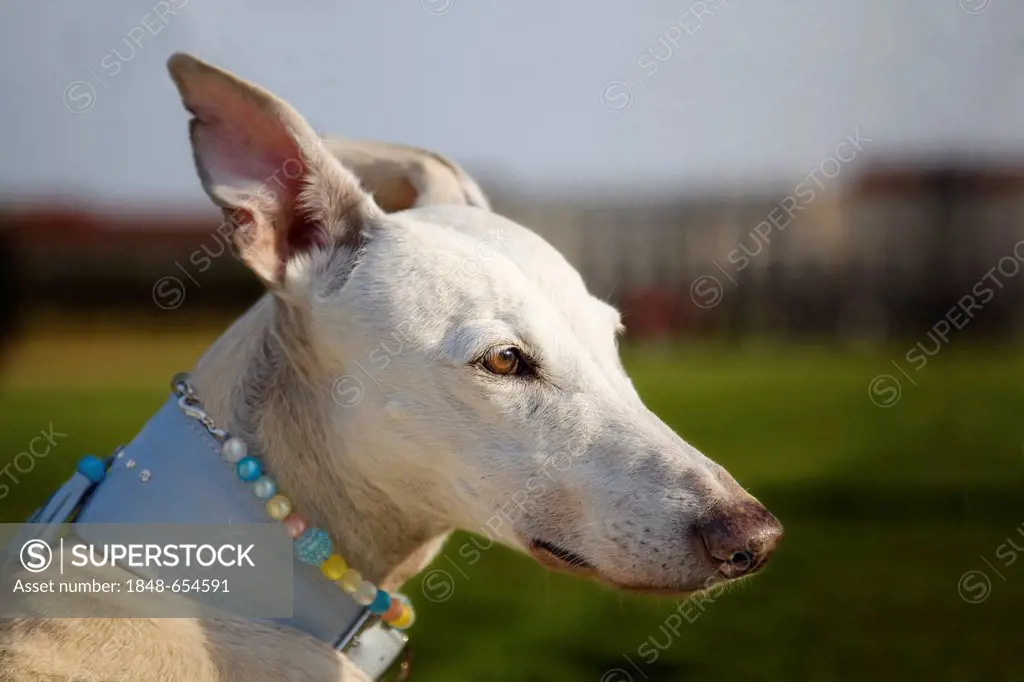 Spanish Greyhound, Galgo Espanol, looking into the distance, portrait