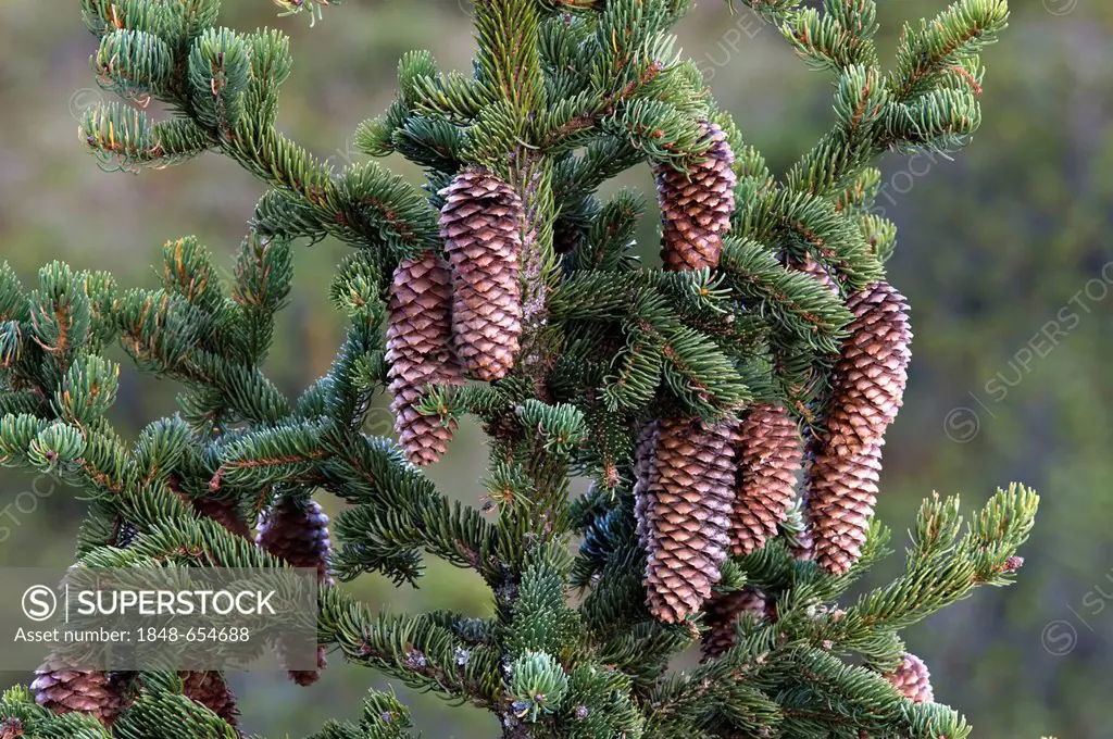 Spruce (Picea abies), Pillersattel, Tyrol, Austria, Europe
