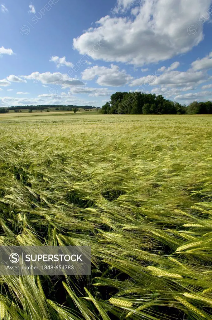 Field of barley, Limagne plain, Puy de Dome, Auvergne, France, Europe