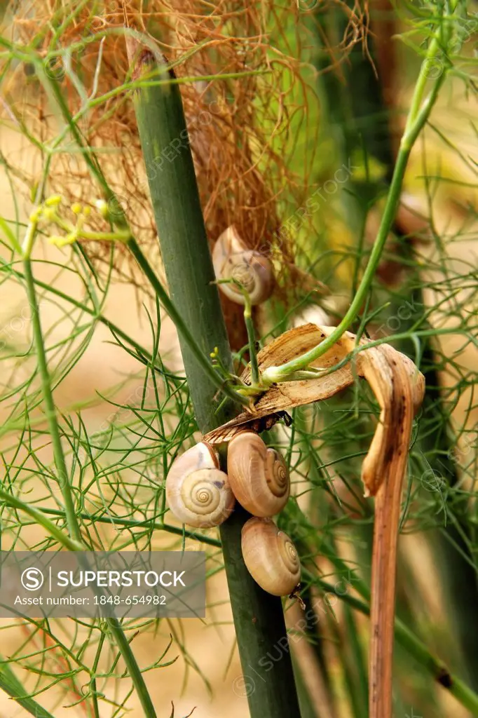 Snails clining to wild fennel, Tuscany, Italy, Europe
