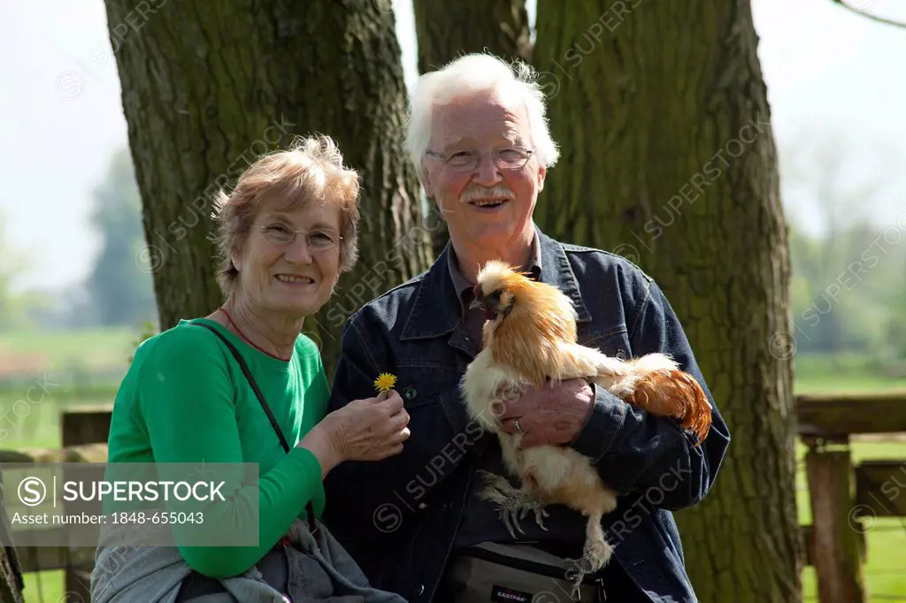 Elderly couple holding a chicken at a children's farm or zoo, Wilhelmsburg, Hamburg, Germany, Europe
