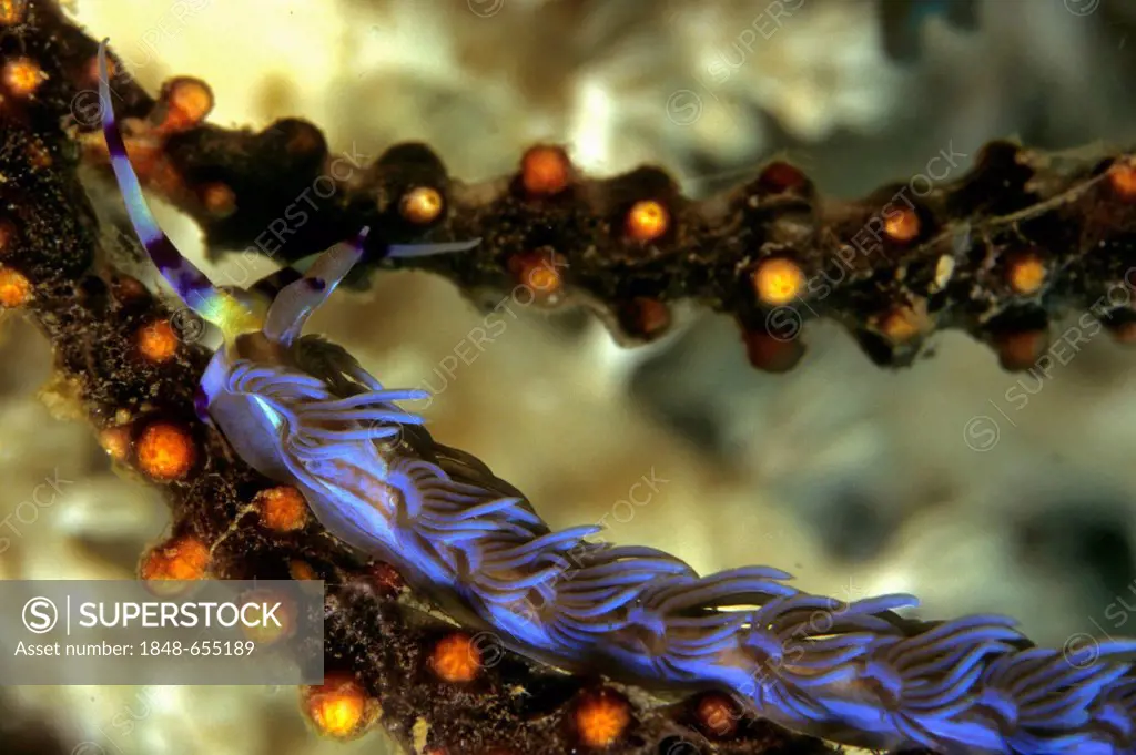 Nudibranch, sea slug (Pteraeolidia ianthina), Philippines, Asia