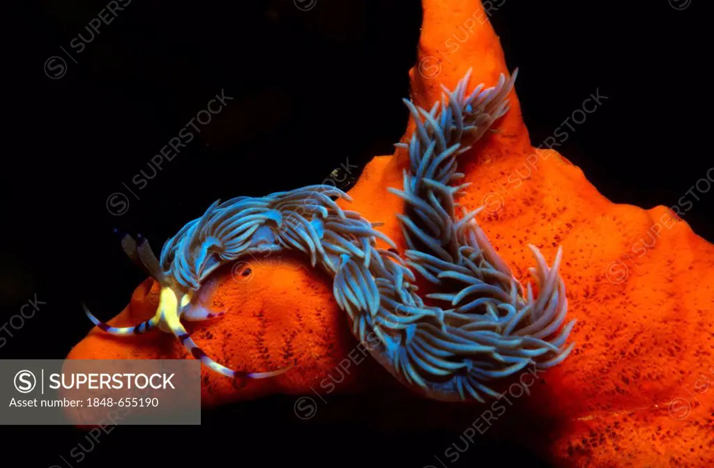 Nudibranch, sea slug (Pteraeolidia ianthina), Sulu Sea, Philippines, Asia