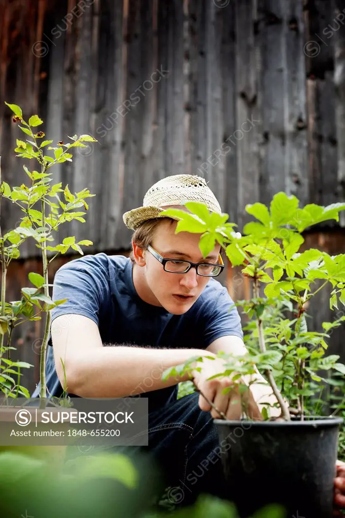 Young man with trees in pots