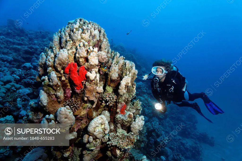 Diver, reefslope with coral block, several stone corals, sponges, Hashemite Kingdom of Jordan, Red Sea, Western Asia