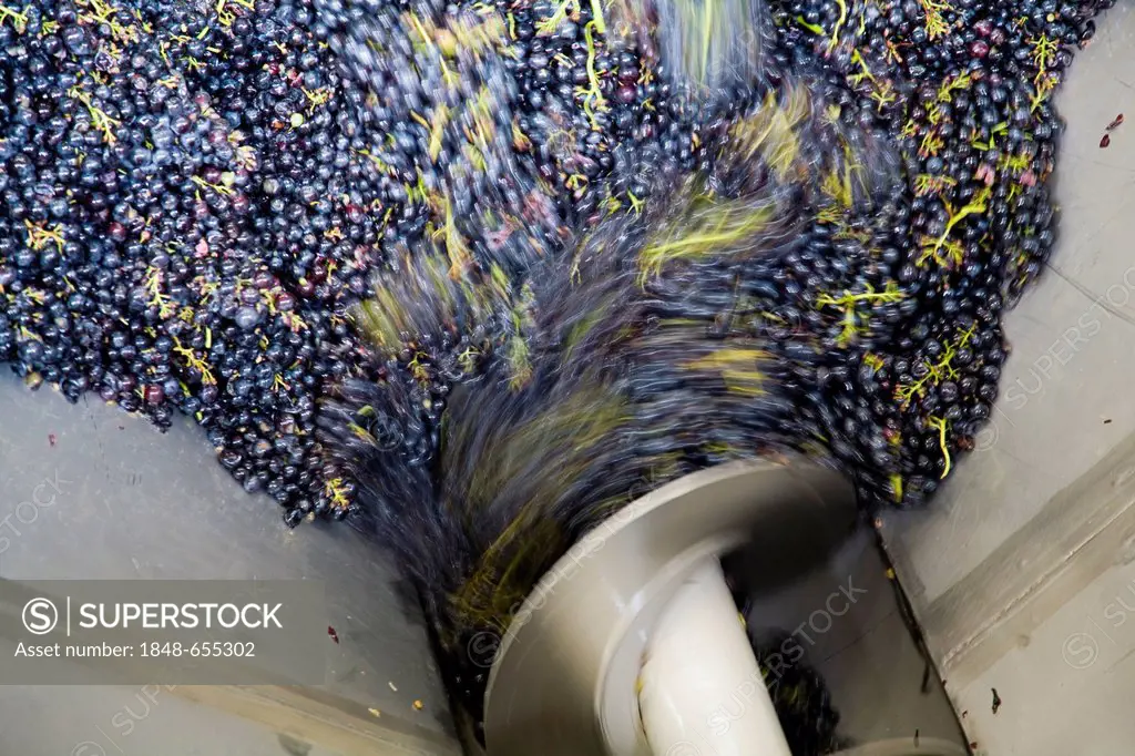 Processing of wine grapes at a winery, province of Bolzano-Bozen, Italy, Europe