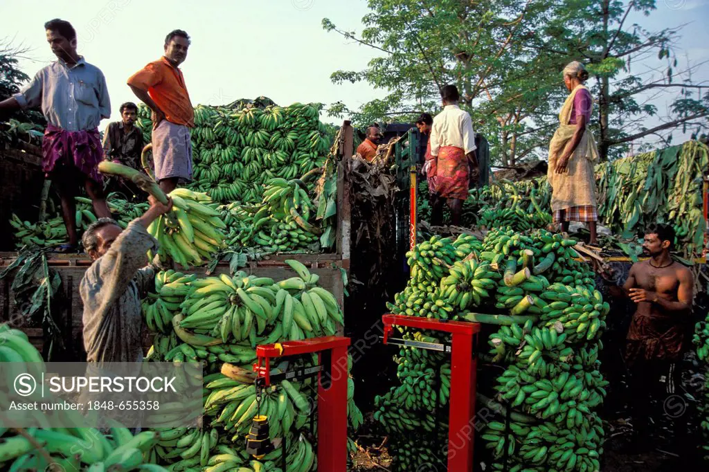 Banana market, Thrissur, Kerala, South India, India, Asia
