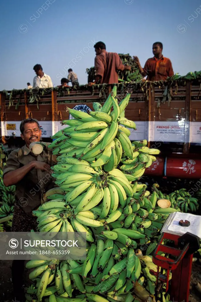 Bananas are weighed, banana market, Thrissur, Kerala, South India, India, Asia