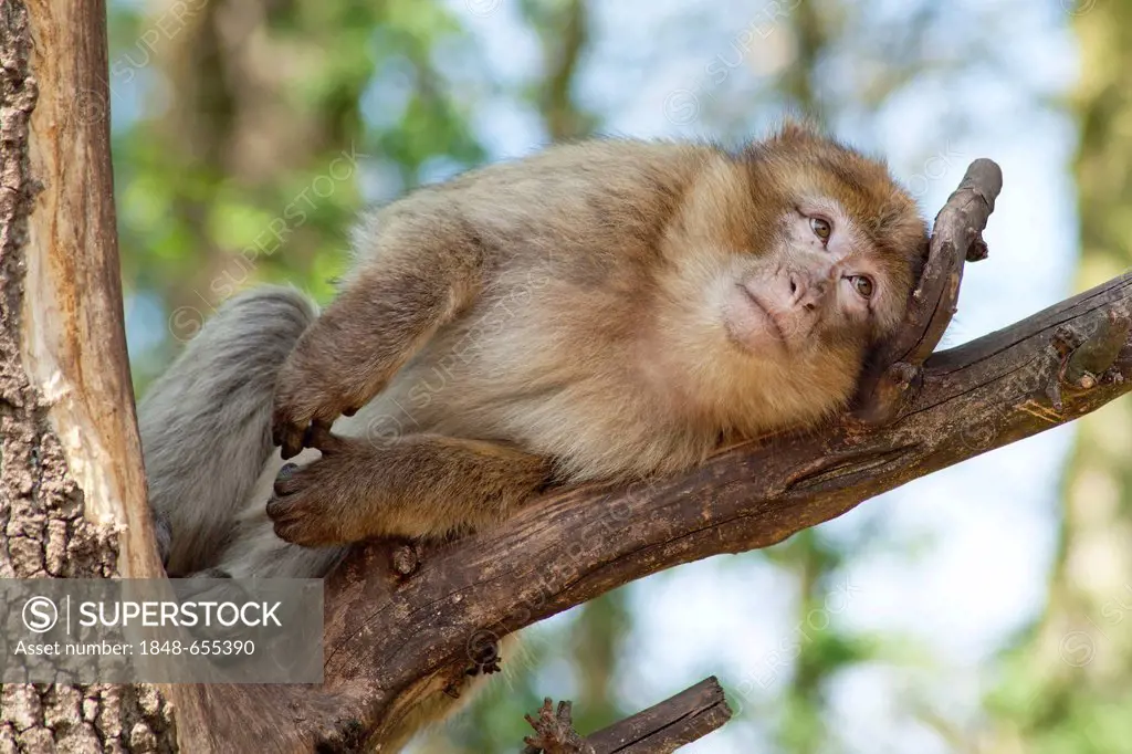 Macaque (Macaca Sylvana), Serengeti Park zoo and leisure park, Hodenhagen, Lower Saxony, Germany, Europe