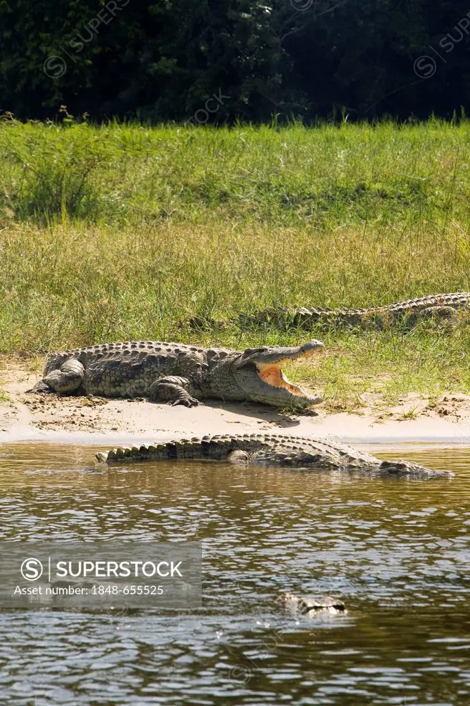 Nile crocodile or common crocodile (Crocodylus niloticus), on the banks of the Victoria Falls, Murchison Falls National Park, Paraa, Uganda, Africa