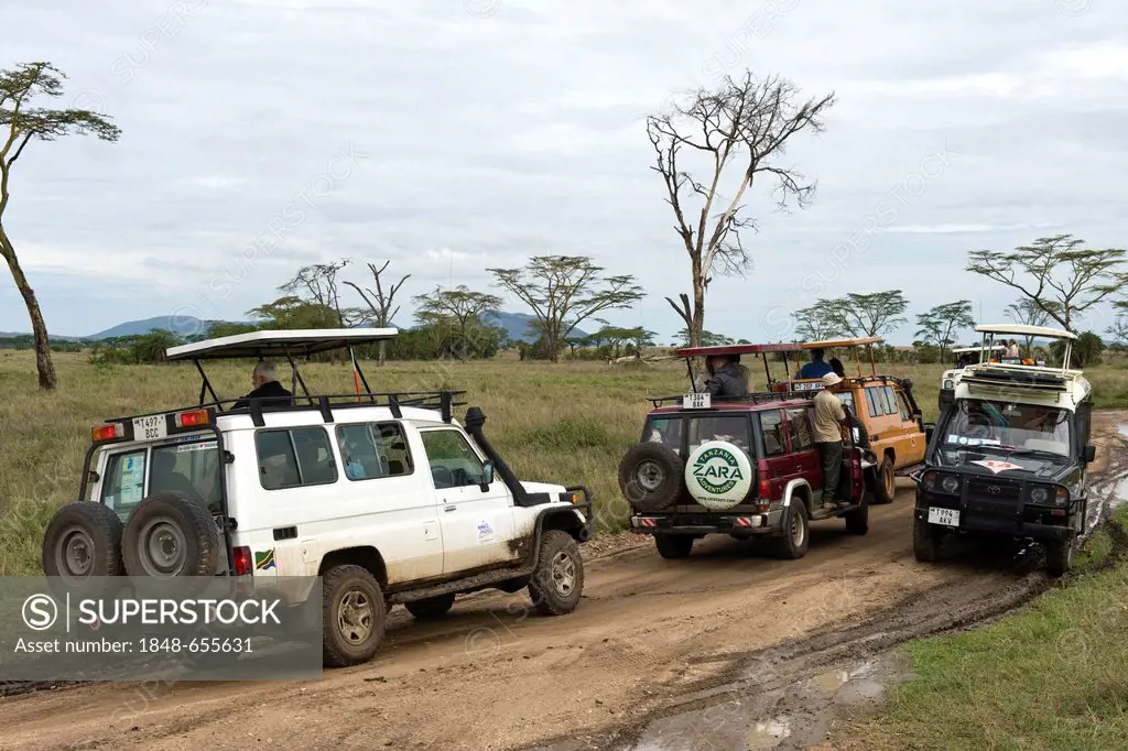 Traffic jam caused by visitors watching a leopard at the Serengeti national park, UNESCO World Heritage Site, Tanzania, Africa