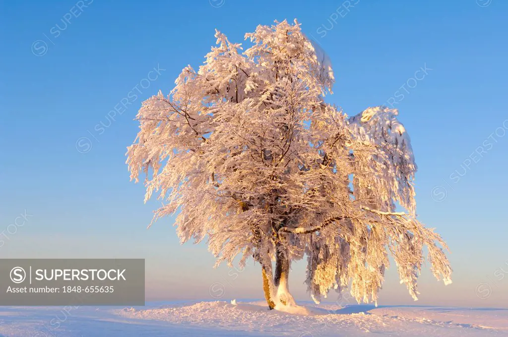 European Beech (Fagus sylvatica) in the snow, Black Forest, Baden-Wuerttemberg, Germany, Europe