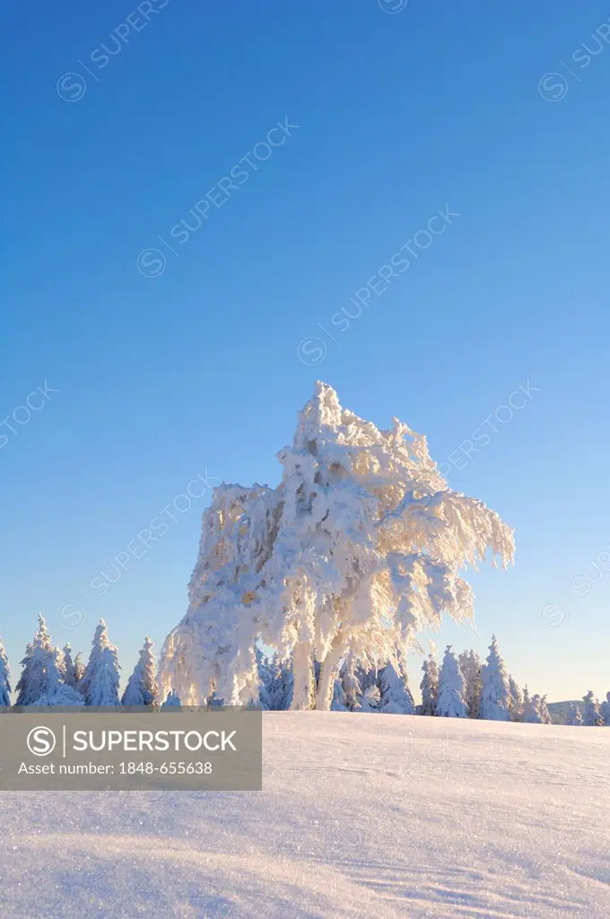 European Beech (Fagus sylvatica) in the snow, Black Forest, Baden-Wuerttemberg, Germany, Europe