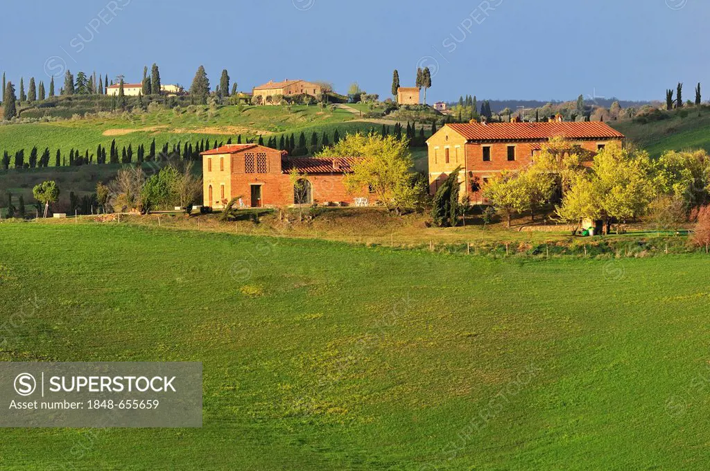 Farm, fields and cypress trees, Crete Senesi area, Tuscany, Italy, Europe