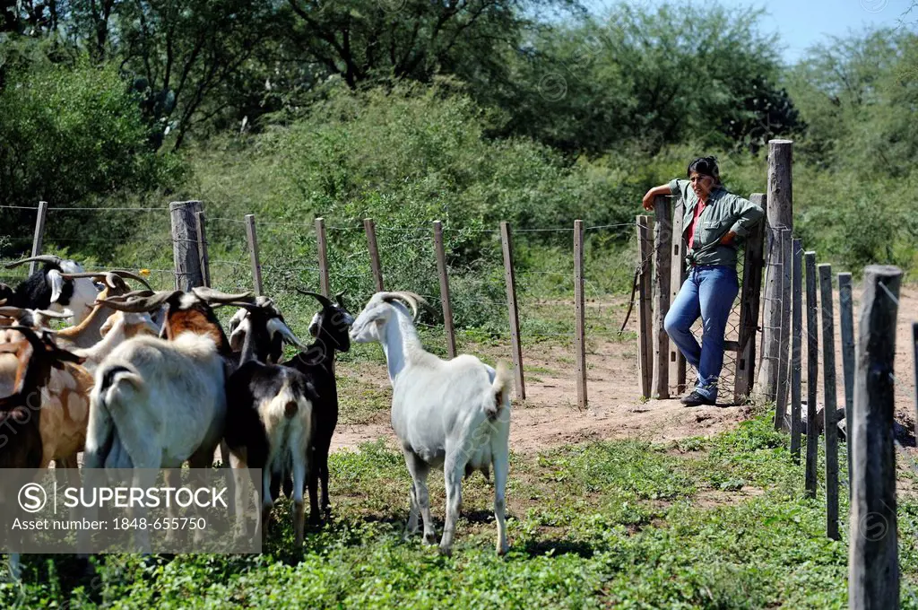 Smallholder with a herd of goats, Gran Chaco, Santiago del Estero Province, Argentina, South America
