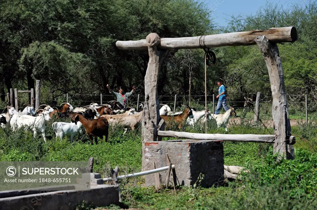 Cattle watering tank in the yard of a smallholding family, Gran Chaco, Santiago del Estero Province, Argentina, South America