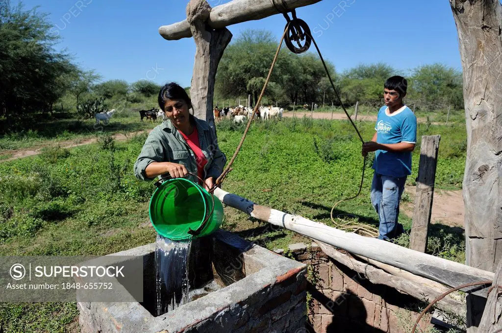 Farmer pouring water from a well into a cattle watering tank, smallholders, Gran Chaco, Santiago del Estero Province, Argentina, South America