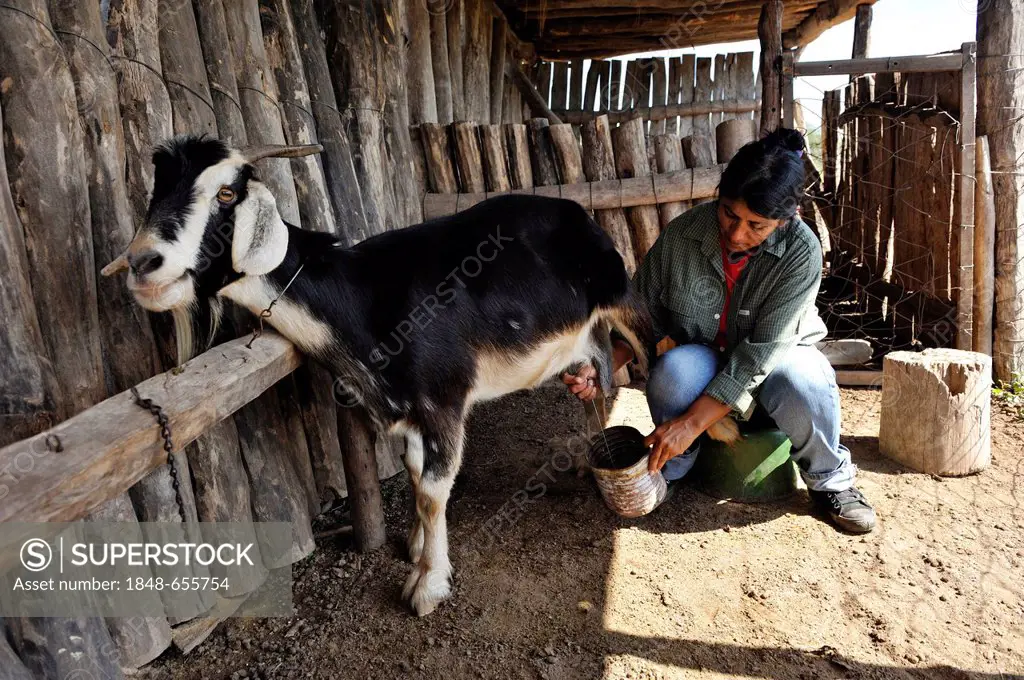 Smallholder milking goats, Gran Chaco, Santiago del Estero Province, Argentina, South America