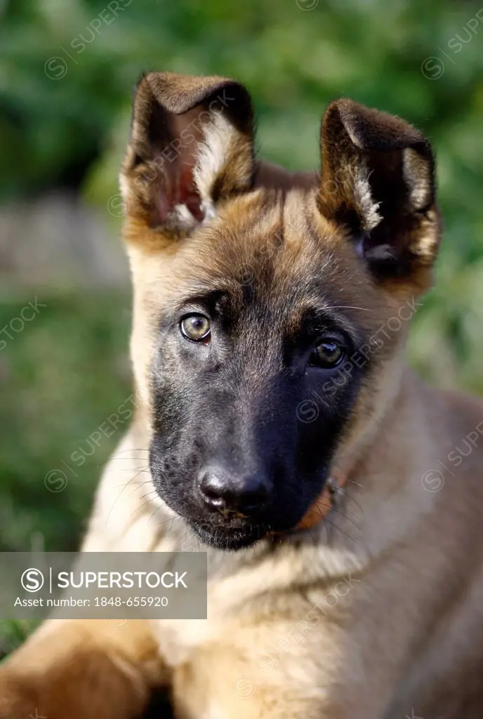 German Shepherd and Belgian Malinois mixed-breed, puppy, 10 weeks, portrait