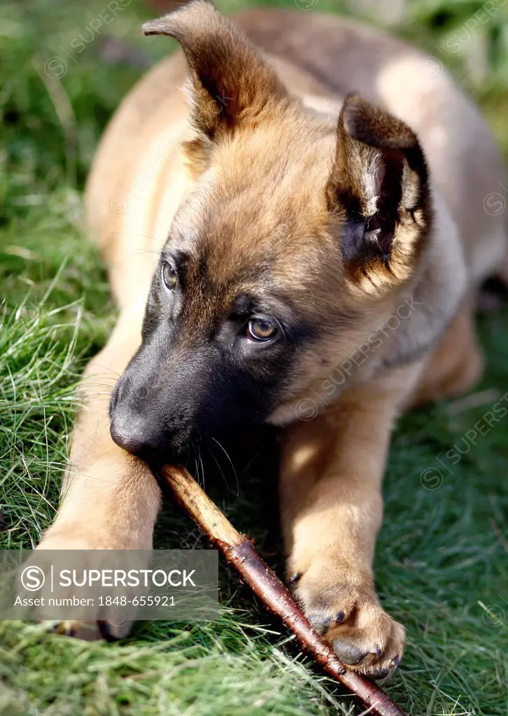 German Shepherd and Belgian Malinois mixed-breed, puppy, 10 weeks, chewing on a stick