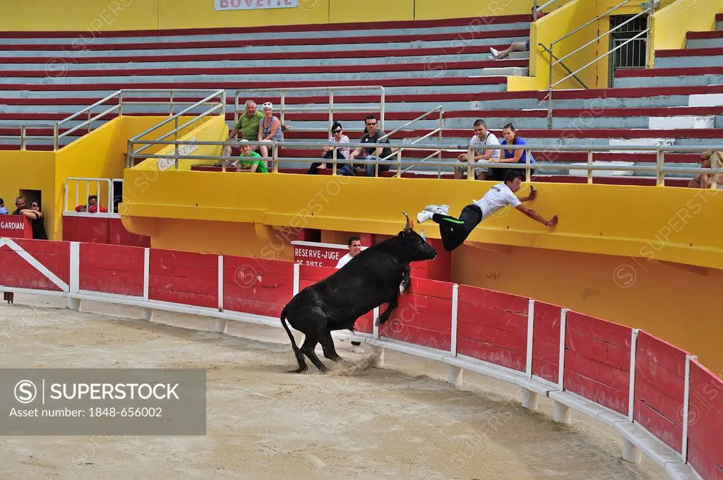 Bullfight in the arena of Saintes Maries de la Mer, Camargue, France