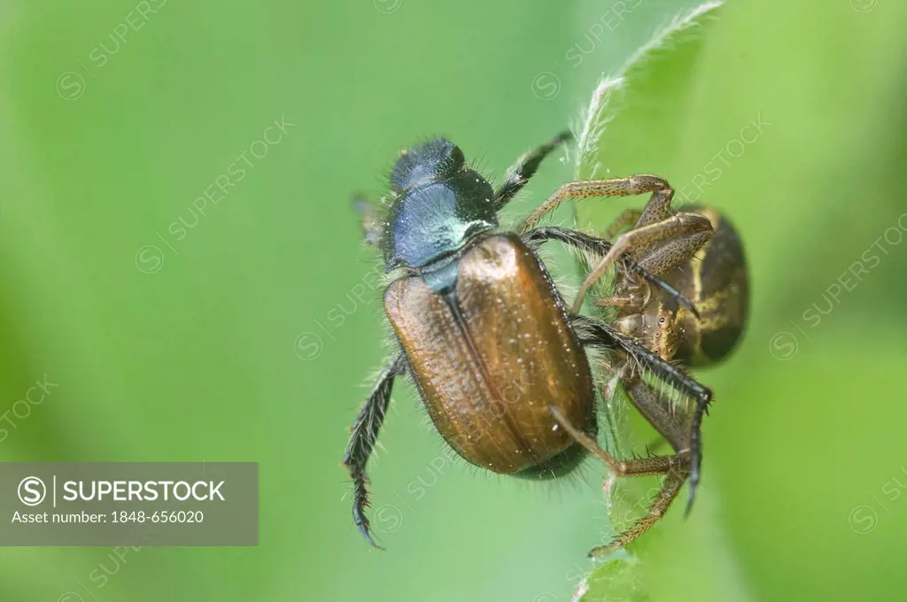Crab spider (Xysticus cristatus), with garden chafer, Haren, Emsland region, Lower Saxony, Germany, Europe