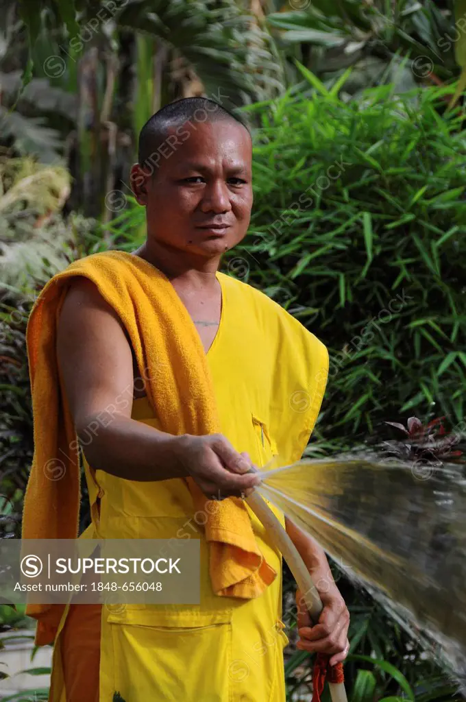 Monk watering flowers, Battambang, Cambodia, Asia